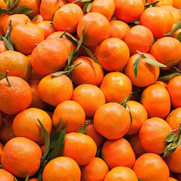 Mandarine BIO - 5Kg du 4 au 8 février